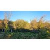LOTE 807m² en BIALET MASSE, CORDOBA. OPORTUNIDAD!