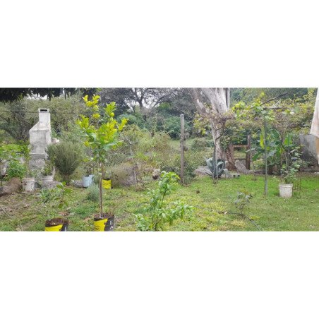 CASA EN VENTA PARA REFACCIONAR EN LA CALERA